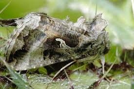 Attēlu rezultāti vaicājumam “Autographa gamma”