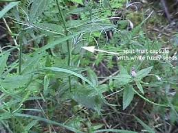 Attēlu rezultāti vaicājumam “Epilobium angustifolium fruit”