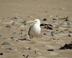 Attēlu rezultāti vaicājumam “Larus canus adult”