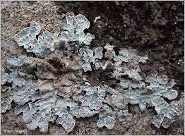 Attēlu rezultāti vaicājumam “Parmelia sulcata”