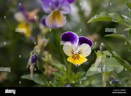 Attēlu rezultāti vaicājumam “Viola tricolor flower”
