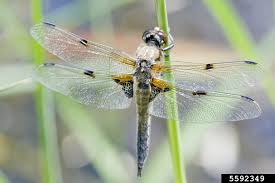 Attēlu rezultāti vaicājumam “Libellula quadrimaculata”