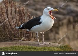 Attēlu rezultāti vaicājumam “Larus marinus adult”