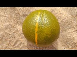 Attēlu rezultāti vaicājumam “Juglans x sinensis fruit”