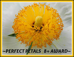 Image result for Gazanien