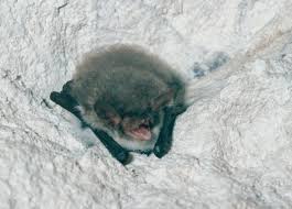 Attēlu rezultāti vaicājumam “Myotis nattereri”