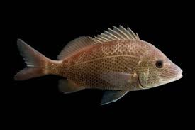 Image result for Haemulon plumierii