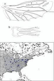 Attēlu rezultāti vaicājumam “Hemicrepidius sp.”