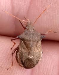 Attēlu rezultāti vaicājumam “Picromerus bidens”