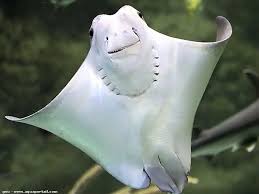 Image result for Rhinoptera bonasus