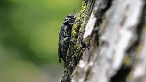 Attēlu rezultāti vaicājumam “Heterotrichia insignis (syn. Arcyria insignis) macro”