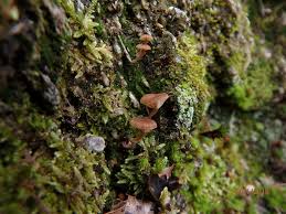 Attēlu rezultāti vaicājumam “Sciuro-hypnum reflexum”