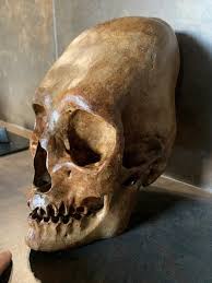 Image result for elongated skulls