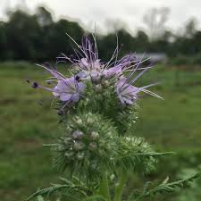 Image result for Phacelia