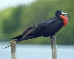 Image result for Fregata aquila