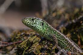 Attēlu rezultāti vaicājumam “Lacerta agilis male”