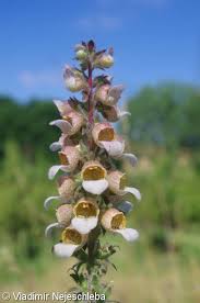 Image result for Digitalis lanata