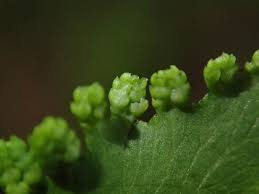 Attēlu rezultāti vaicājumam “Lignydium muscorum young”