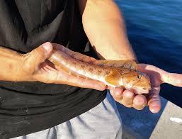 Image result for Zoarces americanus