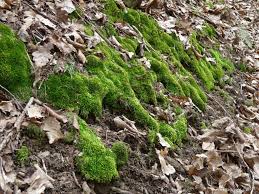 Attēlu rezultāti vaicājumam “Plagiothecium cavifolium”