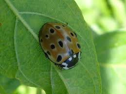 Attēlu rezultāti vaicājumam “Anatis ocellata”