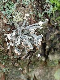 Attēlu rezultāti vaicājumam “Ramalina fastigiata”