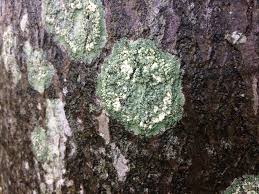 Attēlu rezultāti vaicājumam “Pertusaria pertusa”