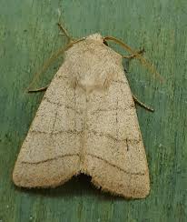 Attēlu rezultāti vaicājumam “Charanyca trigrammica”