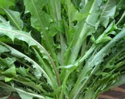 Attēlu rezultāti vaicājumam “Aubrieta deltoidea leaf”