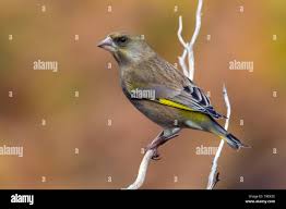 Attēlu rezultāti vaicājumam “Chloris chloris female”