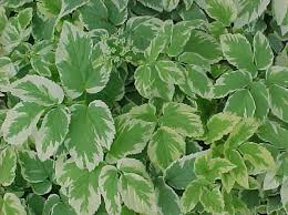 Attēlu rezultāti vaicājumam “Aegopodium podagraria leaf”