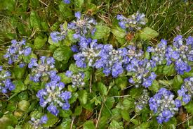 Attēlu rezultāti vaicājumam “Glechoma hederacea flower”