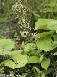 Attēlu rezultāti vaicājumam “Epilobium montanum flower”