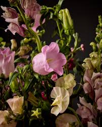 Image result for Campanula medium
