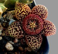 Attēlu rezultāti vaicājumam “Asclepiadaceae”