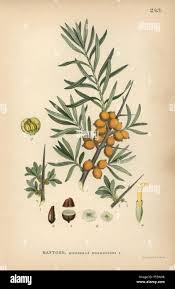 Attēlu rezultāti vaicājumam “Hippophae rhamnoides”