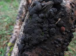 Attēlu rezultāti vaicājumam “Hypoxylon multiforme”