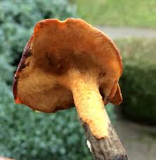 Attēlu rezultāti vaicājumam “Polyporus melanopus”