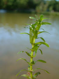 Attēlu rezultāti vaicājumam “Elodea canadensis”