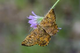 Attēlu rezultāti vaicājumam “Angerona prunaria”