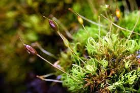 Attēlu rezultāti vaicājumam “Weissia squarrosa”