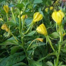 Image result for Nachtkerze