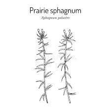 Attēlu rezultāti vaicājumam “Sphagnum palustre sporophyte”
