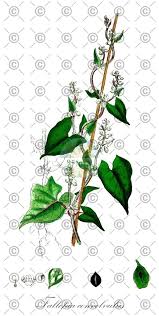 Attēlu rezultāti vaicājumam “Fallopia convolvulus fruit”