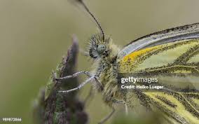 Attēlu rezultāti vaicājumam “Pieris napi”