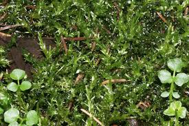 Attēlu rezultāti vaicājumam “Calliergon megalophyllum”