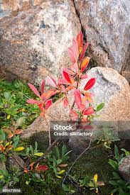 Attēlu rezultāti vaicājumam “Salix lapponum leaf”