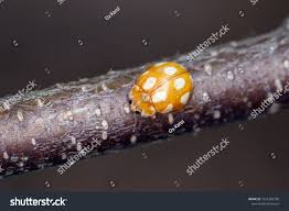 Attēlu rezultāti vaicājumam “Calvia decemguttata larva”