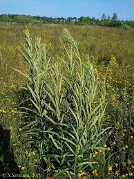 Attēlu rezultāti vaicājumam “Jacobaea paludosa”