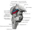 <b>Brainstem</b>